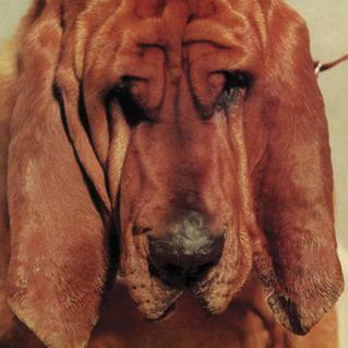 Ty Segall - Goodbye Bread (2011) Ty Segall - Goodbye Bread (2011)