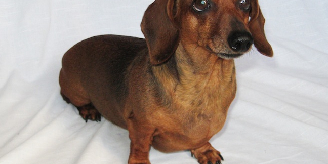 Unreleased Tracks by Thee Oh Sees, King Tuff, Redd Kross, More on Dachshund Benefit Tape Compilation